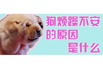 狗烦躁不安的原因是什么