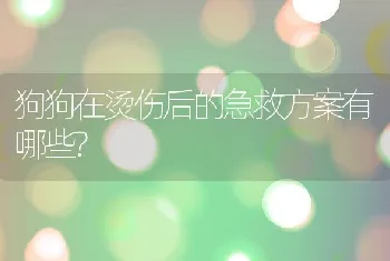 狗狗在烫伤后的急救方案有哪些?