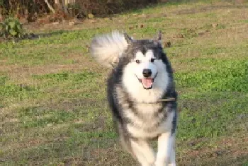 选购阿拉斯加雪橇犬幼犬时的六项行为测试