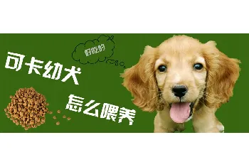 可卡幼犬怎么养