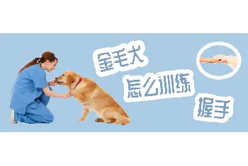 金毛犬怎么训练握手