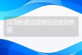 深海鱼遭滥捕濒危程度超熊猫