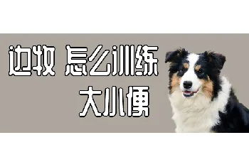 边牧怎么训练大小便