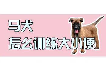 马犬怎么训练大小便