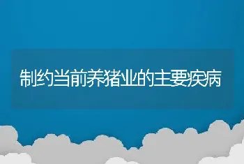 制约当前养猪业的主要疾病