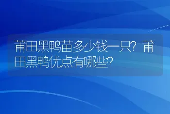 莆田黑鸭苗多少钱一只？莆田黑鸭优点有哪些？