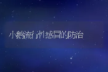 小鹅流行性感冒的防治