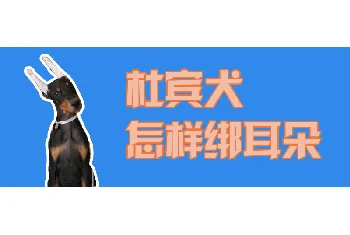 杜宾犬怎样绑耳朵