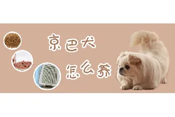 京巴犬怎么养