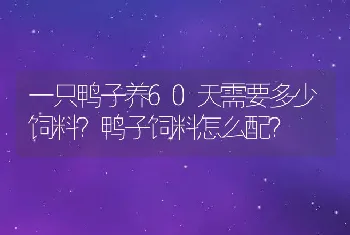 一只鸭子养60天需要多少饲料？鸭子饲料怎么配？