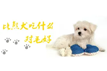 比熊犬吃什么对毛好