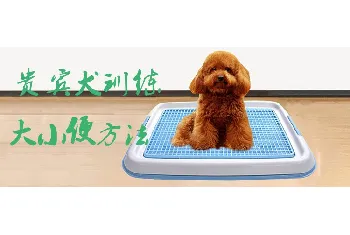 贵宾犬训练大小便方法