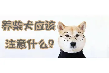 养柴犬应该注意什么