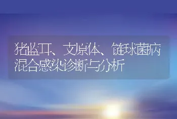 猪蓝耳、支原体、链球菌病混合感染诊断与分析