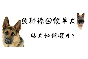 纯种德国牧羊犬幼犬如何喂养