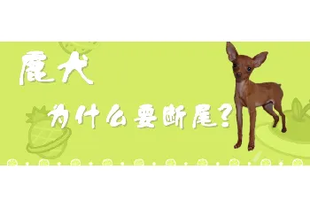 鹿犬为什么要断尾