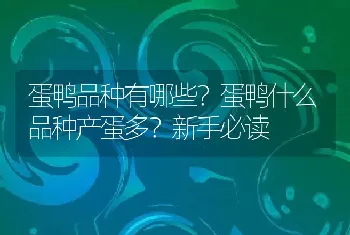 蛋鸭品种有哪些？蛋鸭什么品种产蛋多？新手必读