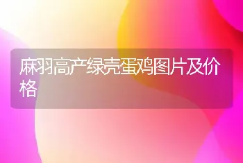 麻羽高产绿壳蛋鸡图片及价格