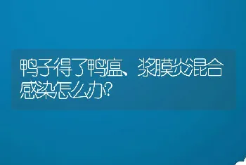 鸭子得了鸭瘟、浆膜炎混合感染怎么办?