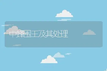 中蜂围王及其处理