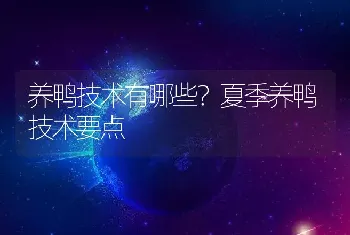 养鸭技术有哪些？夏季养鸭技术要点