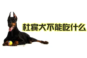 杜宾犬不能吃什么