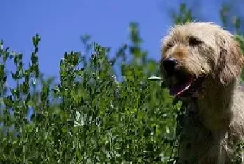 斯提瑞恩粗毛猎犬智商高吗_性格特点介绍