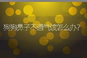 狗狗鼻子不通气该怎么办？