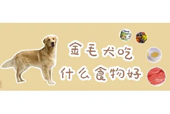 金毛犬吃什么食物好