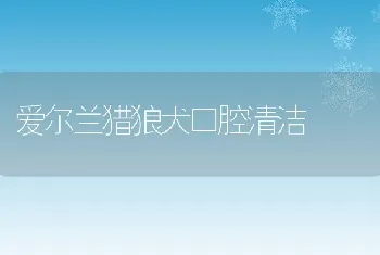 爱尔兰猎狼犬口腔清洁