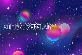 如何教会狗狗认路？