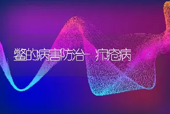 鳖的病害防治-疖疮病