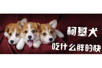 柯基犬吃什么胖的快