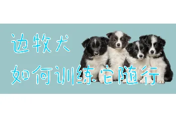 边牧犬如何训练它随行