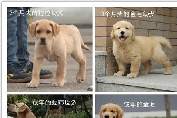 选购时如何区分金毛犬和拉布拉多犬