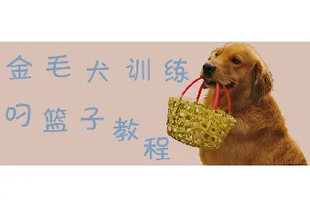 金毛犬训练叼篮子教程