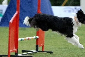 边境牧羊犬在不同地区也有一定差异