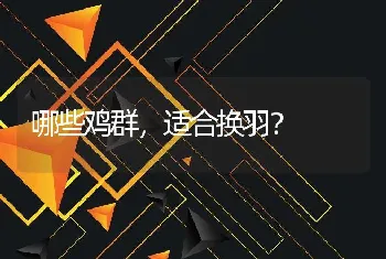 哪些鸡群，适合换羽？