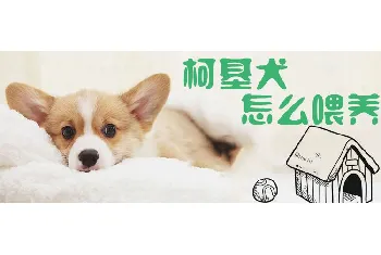 柯基犬怎么喂养