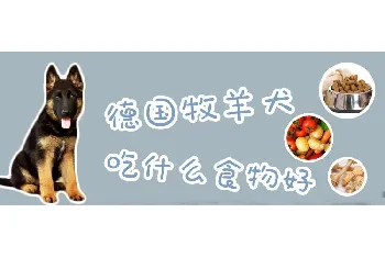 德国牧羊犬吃什么食物好