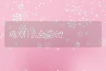 鸡为什么会受凉？