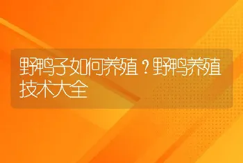 野鸭子如何养殖？野鸭养殖技术大全