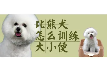 比熊犬怎么训练大小便