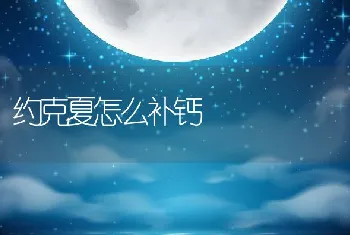 约克夏怎么补钙