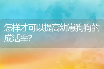 怎样才可以提高幼崽狗狗的成活率？