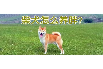 柴犬怎么养胖