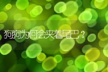 狗狗为何会夹着尾巴？