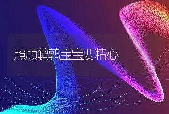 照顾鹌鹑宝宝要精心