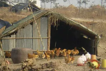 土鸡散养鸡舍建设参考方案