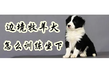 边境牧羊犬怎么训练坐下